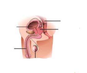 Zwiększone żelazo prostaty